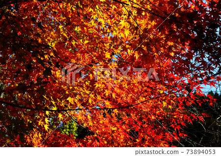 Oita's famous spot for autumn leaves, Hinata Valley (Hinatamenosato Camping Park) Oita's famous spot for autumn leaves, Hinata Valley (Hinatamenosato Camping Park) 73894053