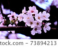 Pretty cherry blossoms 73894213