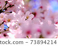 Cute cherry blossoms bloom in the blue sky background 73894214
