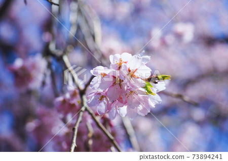 [Fukushima] Goto Makita cherry blossom petals 73894241
