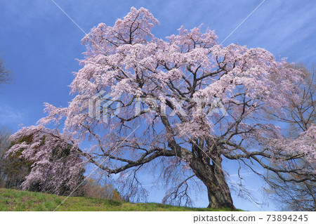 [Fukushima] Godomakita Sakura in full bloom 73894245