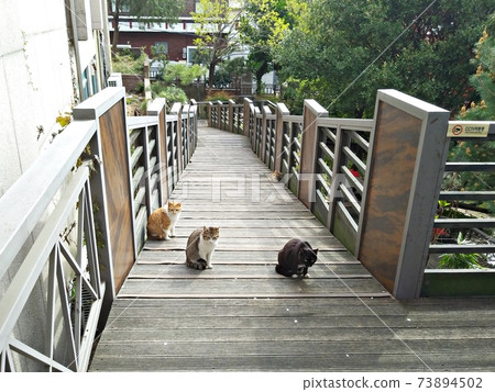 Street cats enjoying the sun 73894502