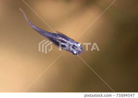 Improved ornamental killifish for swimming seen from above 73894547