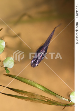 Swim demon king medaka seen from above 73894549