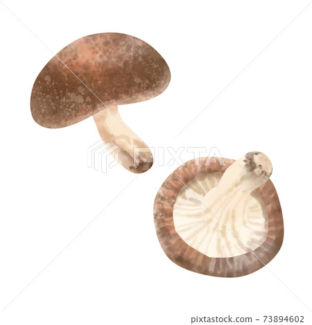 香菇水彩插圖 香菇水彩插圖 73894602