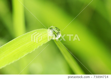 Drops on the green leaves after the rain glitter like jewels Drops on the green leaves after the rain glitter like jewels 73894714