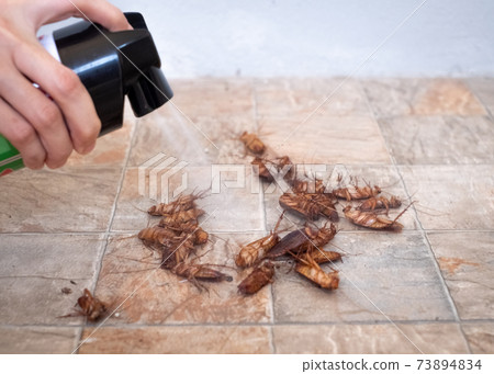 Woman spraying cockroach on tile background. 73894834