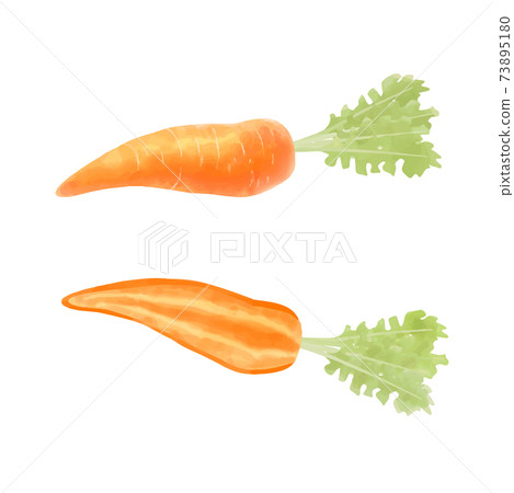Vector watercolor illustration of carrot Vector watercolor illustration of carrot 73895180