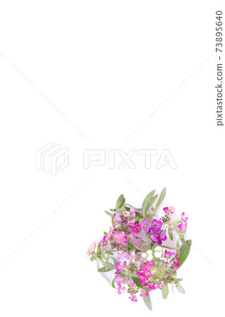 春季小花（香雪球） 73895640