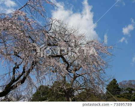 Cherry blossoms Cherry blossoms 73895789