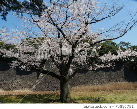 Cherry blossoms Cherry blossoms 73895791