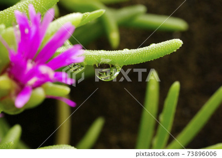 The drops (drops, drops) on the leaves of the trailing ice plant are interesting. 73896006