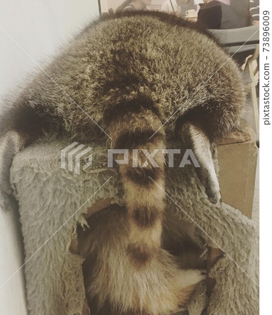 Raccoon 73896009