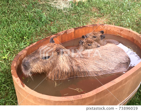 水豚 水豚 73896019