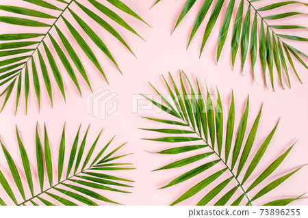 Texture tropical green palm leaves on pink background. Flat lay, top view 73896255