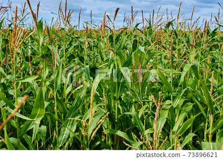 Close up of ear of corn in cornfield Close up of ear of corn in cornfield 73896621