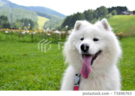 獵人山尤里公園寵物狗咬 73896763