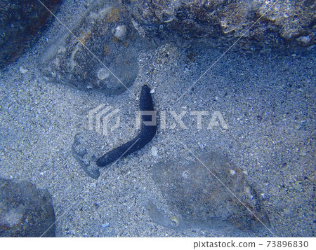 浮潛期間的水下風光 73896830