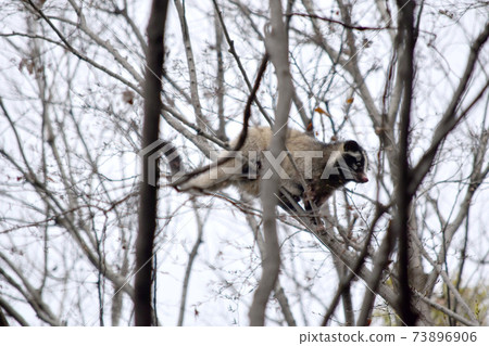 Wild animal palm civet tree climbing 73896906