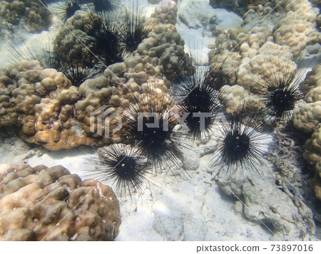 Underwater scenery during snorkeling Underwater scenery during snorkeling 73897016