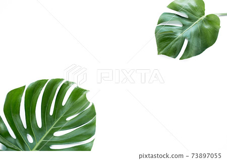 Tropical leaves Monstera on white background. Flat lay, top view Tropical leaves Monstera on white background. Flat lay, top view 73897055