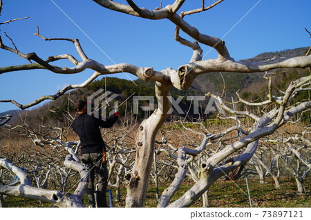 修枝剪 修枝剪 73897121