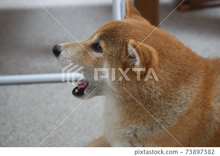 柴犬在室內放鬆 柴犬在室內放鬆 73897382
