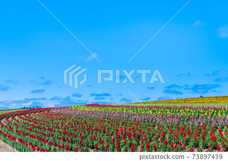 Kamifurano-cho, Hokkaido Flower Land Kamifurano 73897439