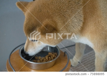 柴犬吃 73898095