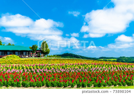 Kamifurano-cho, Hokkaido Flower Land Kamifurano 73898104