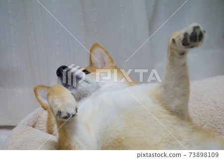 Shiba Inu relaxing indoors 73898109