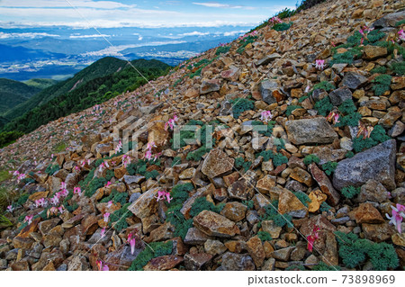 View of the Dicentra community and Lake Suwa on the ridgeline of Mt. Aka and Mt. Gongen View of the Dicentra community and Lake Suwa on the ridgeline of Mt. Aka and Mt. Gongen 73898969