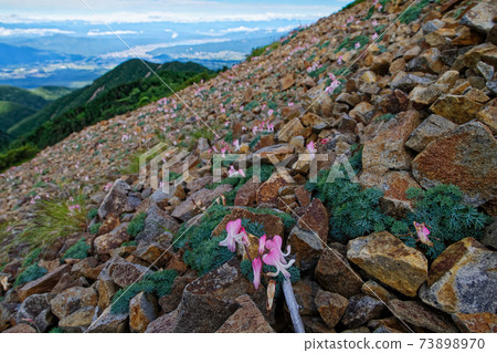 View of the Dicentra community and Lake Suwa on the ridgeline of Mt. Aka and Mt. Gongen View of the Dicentra community and Lake Suwa on the ridgeline of Mt. Aka and Mt. Gongen 73898970