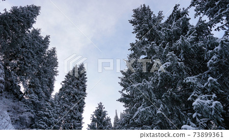 Mountain forest is completely covered with snow. 73899361