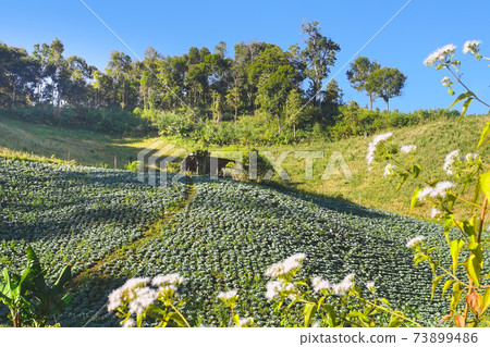 Beutiful cabbages plantation on mountain. Beutiful cabbages plantation on mountain. 73899486