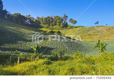 Beutiful cabbages plantation on mountain. 73899488