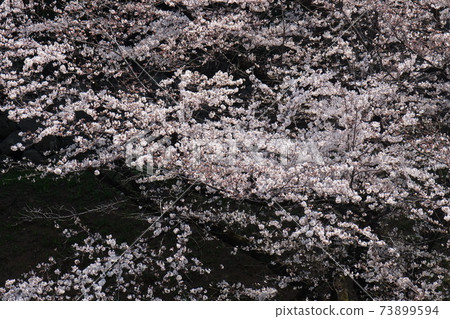 Chidorigafuchi的櫻花 73899594