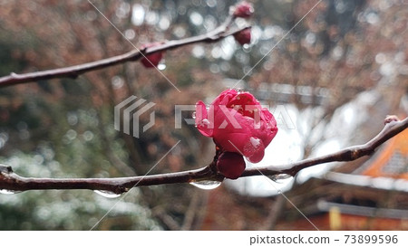 耐雪的梅花,高貴的花朵,軟化寒冷冬季的花朵,下雪天,紅梅花,喚醒梅花,區域 耐雪的梅花,高貴的花朵,軟化寒冷冬季的花朵,下雪天,紅梅花,喚醒梅花,區域 73899596