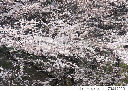 Chidorigafuchi的櫻花 73899623