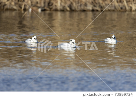 Miko Aisa Miko Aisa 73899724