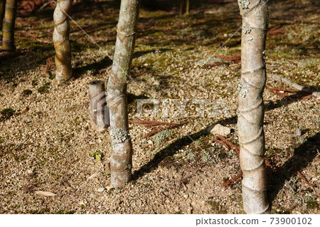 Zeni moss that grows on Kosan bamboo 73900102