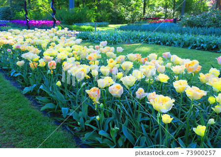 The Netherlands Keukenhof Park The Netherlands Keukenhof Park 73900257