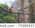 bull-headed shrike in the rain during Japan winter 73900433
