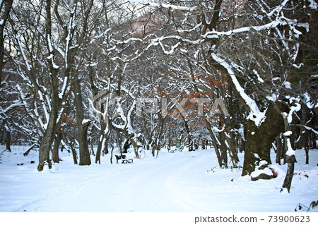 Frozen, Winter Scenery, Seonunsa Temple Frozen, Winter Scenery, Seonunsa Temple 73900623