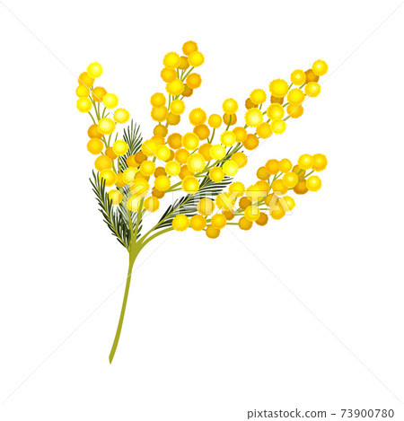 Evergreen Acacia Dealbata or Mimosa with Bipinnate Glaucous Leaves and Globose Bright Yellow Flowerheads Vector Illustration Evergreen Acacia Dealbata or Mimosa with Bipinnate Glaucous Leaves and Globose Bright Yellow Flowerheads Vector Illustration 73900780