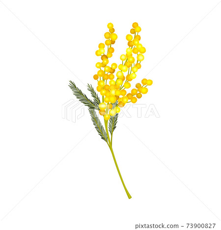 Acacia Dealbata or Mimosa with Bipinnate Leaves and Yellow Racemose Inflorescences Vector Illustration 73900827
