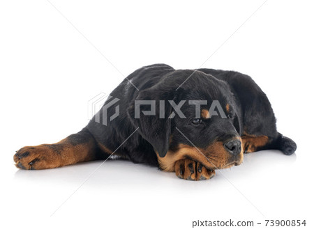puppy rottweiler in studio 73900854