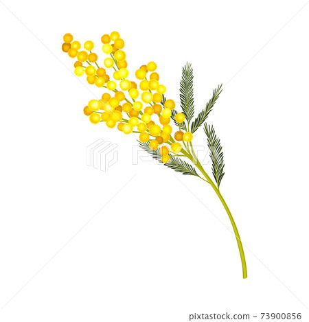 Acacia Dealbata or Mimosa with Bipinnate Leaves and Yellow Racemose Inflorescences Vector Illustration 73900856