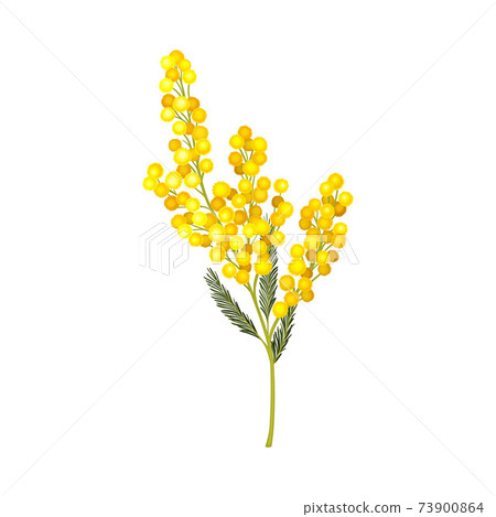 Branch of Mimosa or Silver Wattle with Bipinnate Leaves and Yellow Racemose Inflorescences Vector Illustration 73900864