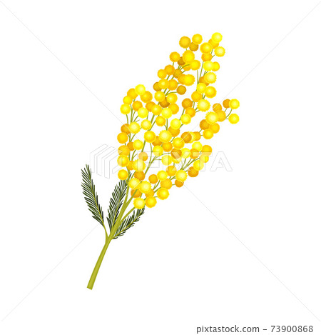 Branch of Mimosa or Silver Wattle with Bipinnate Leaves and Yellow Racemose Inflorescences Vector Illustration 73900868
